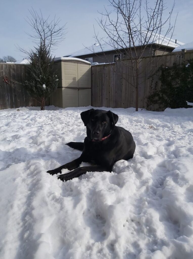 Doug in the backyard jan 31