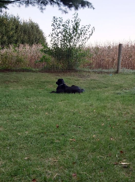 doug and fence