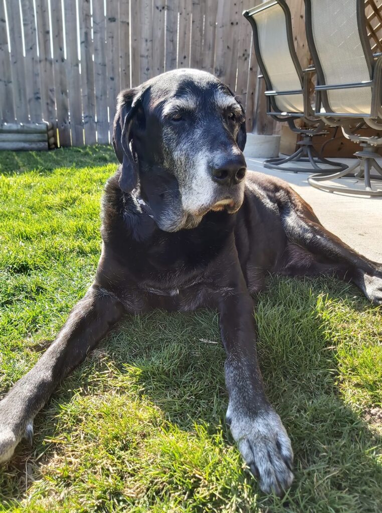 zeke 25 march back yard